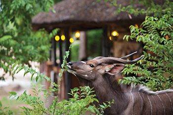 Motswari Private Game Reserve - Timbavati Klaserie Private Nature Reserve Exteriér fotografie